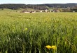 Photo champ de blé